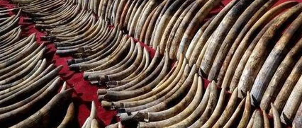 mamut_101-12792483_20250815120522
