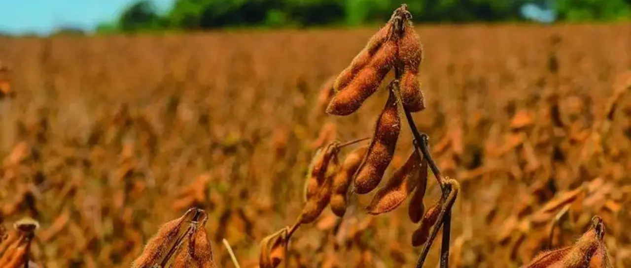 guarayos_101-13489268_20251028134935