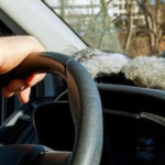 image_101-14578651_20260224145824