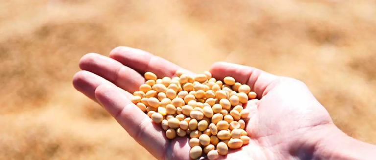 soya-bolivia_101-14613894_20260227145454