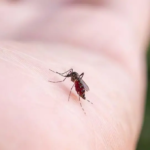 suben-los-casos-de-chikungunya-en-sa_101-14531400_20260219143606