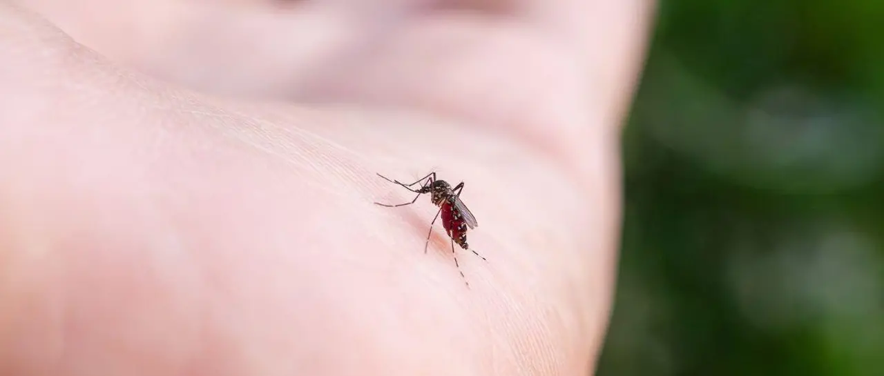 suben-los-casos-de-chikungunya-en-sa_101-14531400_20260219143606