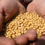 soja-ii_101-14825783_20260321155607