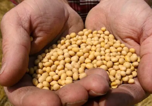 soja-ii_101-14825783_20260321155607