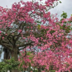 n1_101-15229906_20260428105022