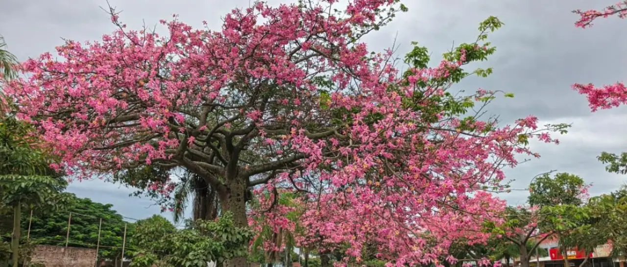 n1_101-15229906_20260428105022