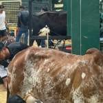 whatsapp-image-2026-04-06-at-06-43_101-14965611_20260406124513