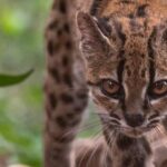 el-gato-tilcayo-foto-national-geogr_101-17345835_20260918130544