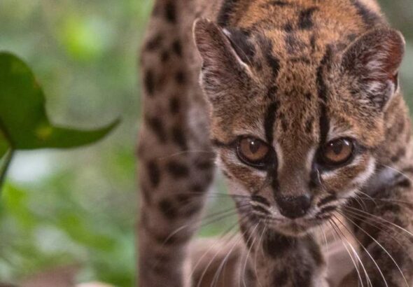 el-gato-tilcayo-foto-national-geogr_101-17345835_20260918130544