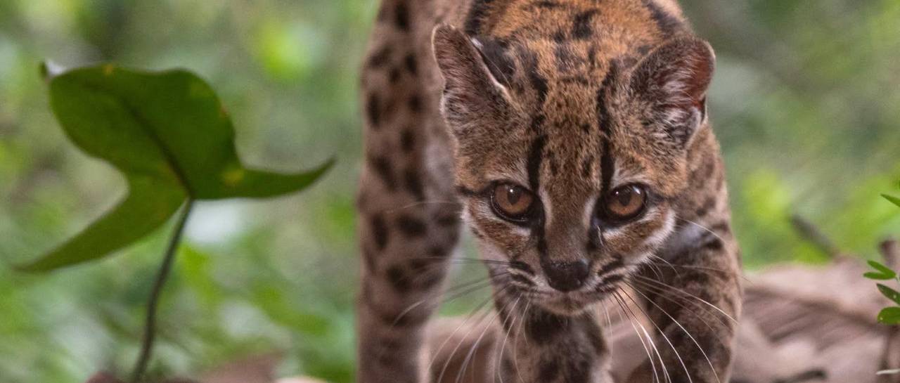 el-gato-tilcayo-foto-national-geogr_101-17345835_20260918130544